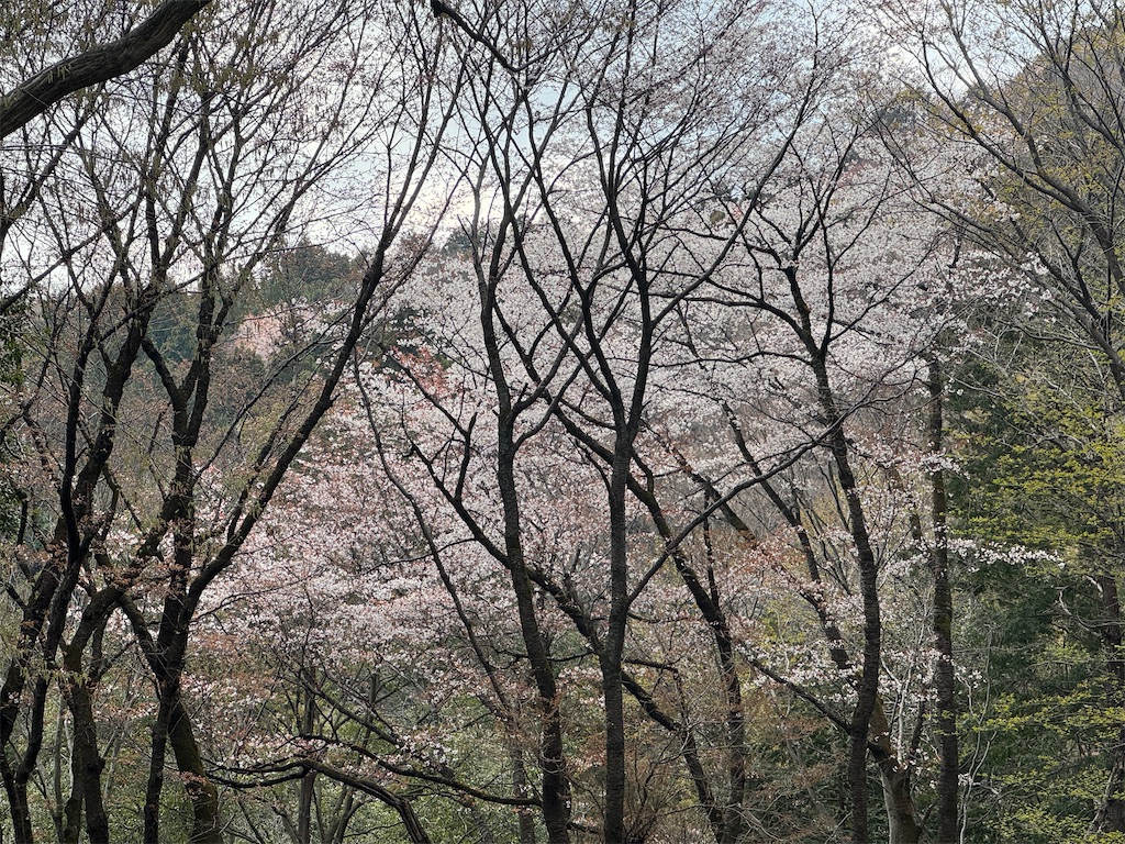f:id:Kajirin1:20250406141110j:image