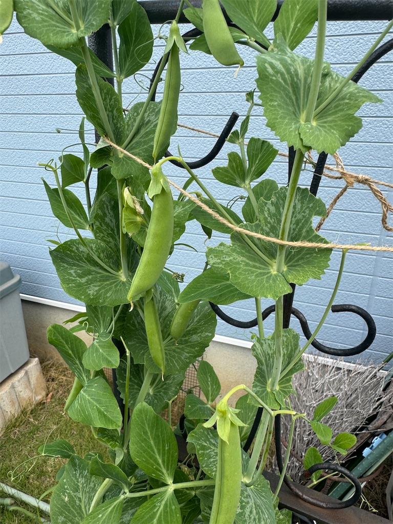 f:id:Kajirin1:20250504103447j:image f:id:Kajirin1:20250504103447j:image