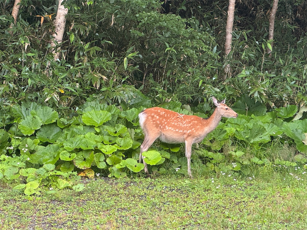 f:id:Kajirin1:20250812185103j:image f:id:Kajirin1:20250812185103j:image