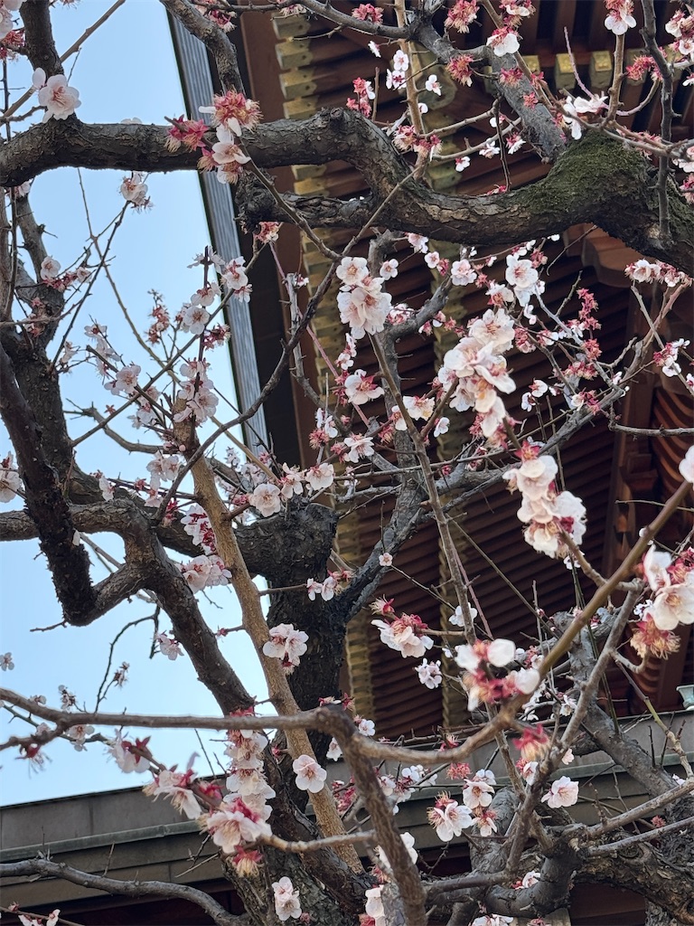 f:id:Kajirin1:20260302153223j:image f:id:Kajirin1:20260302153223j:image