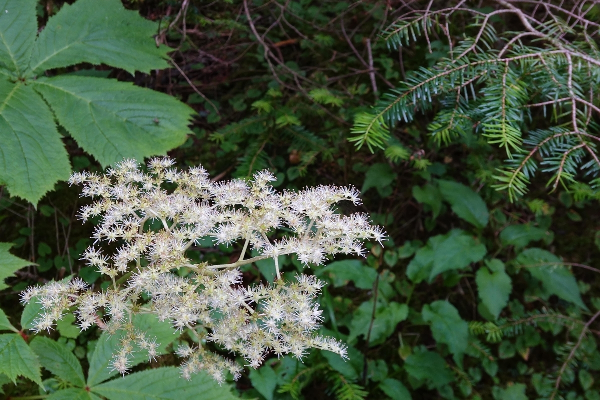 f:id:Kakuremino:20190816235047j:plain