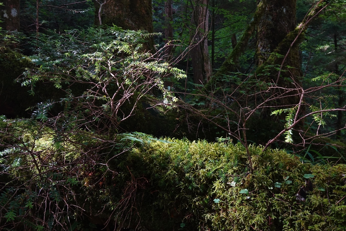 f:id:Kakuremino:20190816235157j:plain