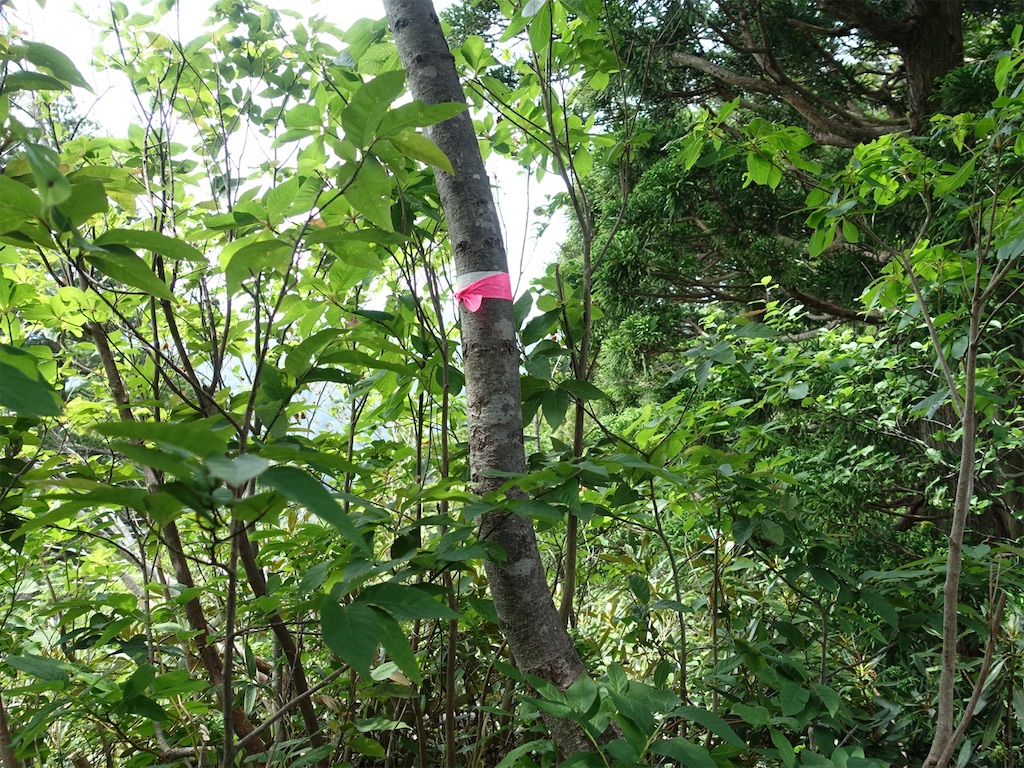 f:id:Kakuremino:20230613020236j:image f:id:Kakuremino:20230613020236j:image