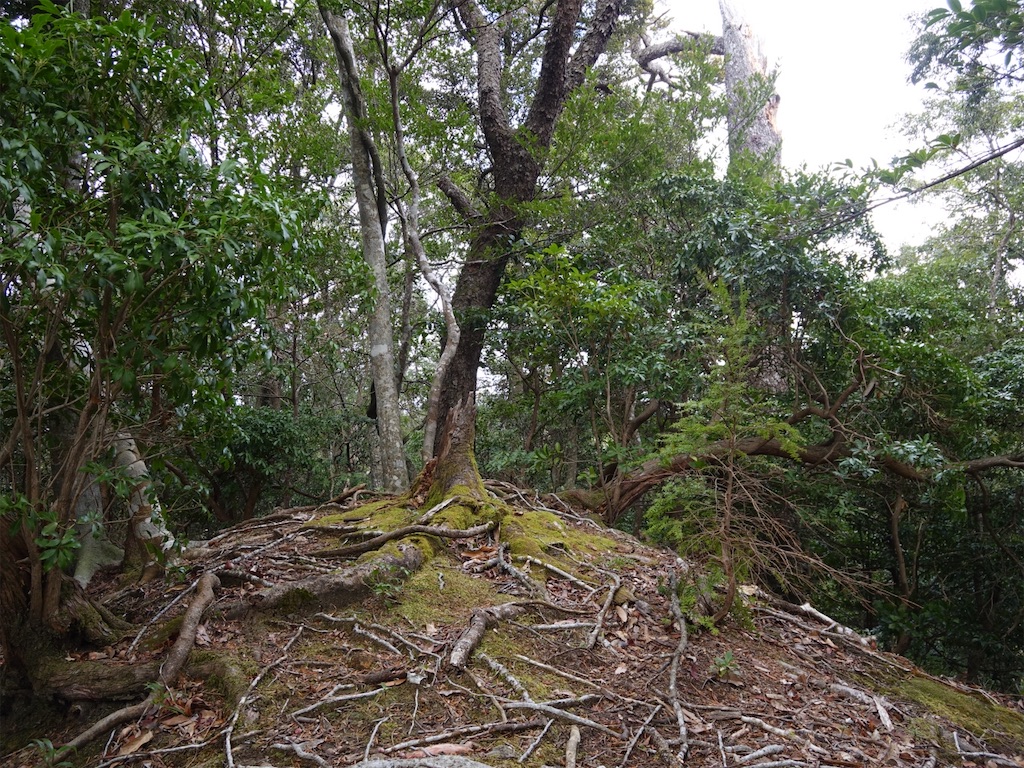 f:id:Kakuremino:20240217210834j:image