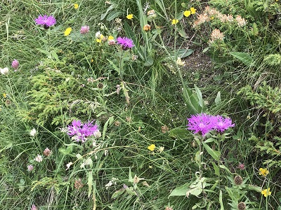 f:id:Kamakura-An:20190514215414j:plain f:id:Kamakura-An:20190514215414j:plain
