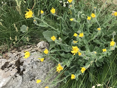 f:id:Kamakura-An:20190514215431j:plain f:id:Kamakura-An:20190514215431j:plain