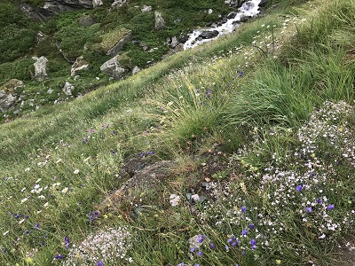 f:id:Kamakura-An:20190515214731j:plain f:id:Kamakura-An:20190515214731j:plain