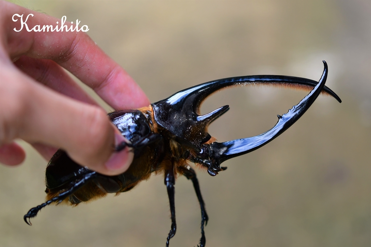 f:id:Kamihito:20190709090209j:plain