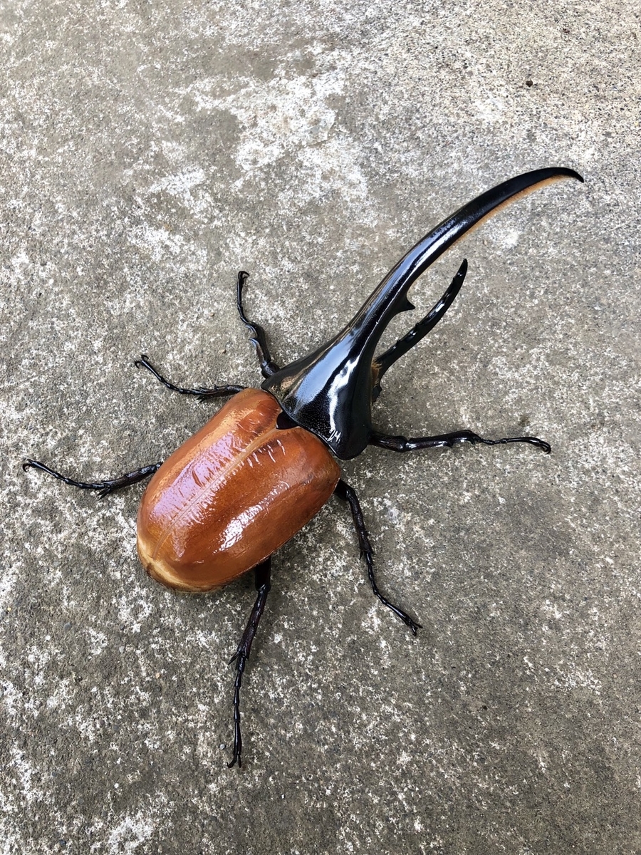 f:id:Kamihito:20190711201509j:plain