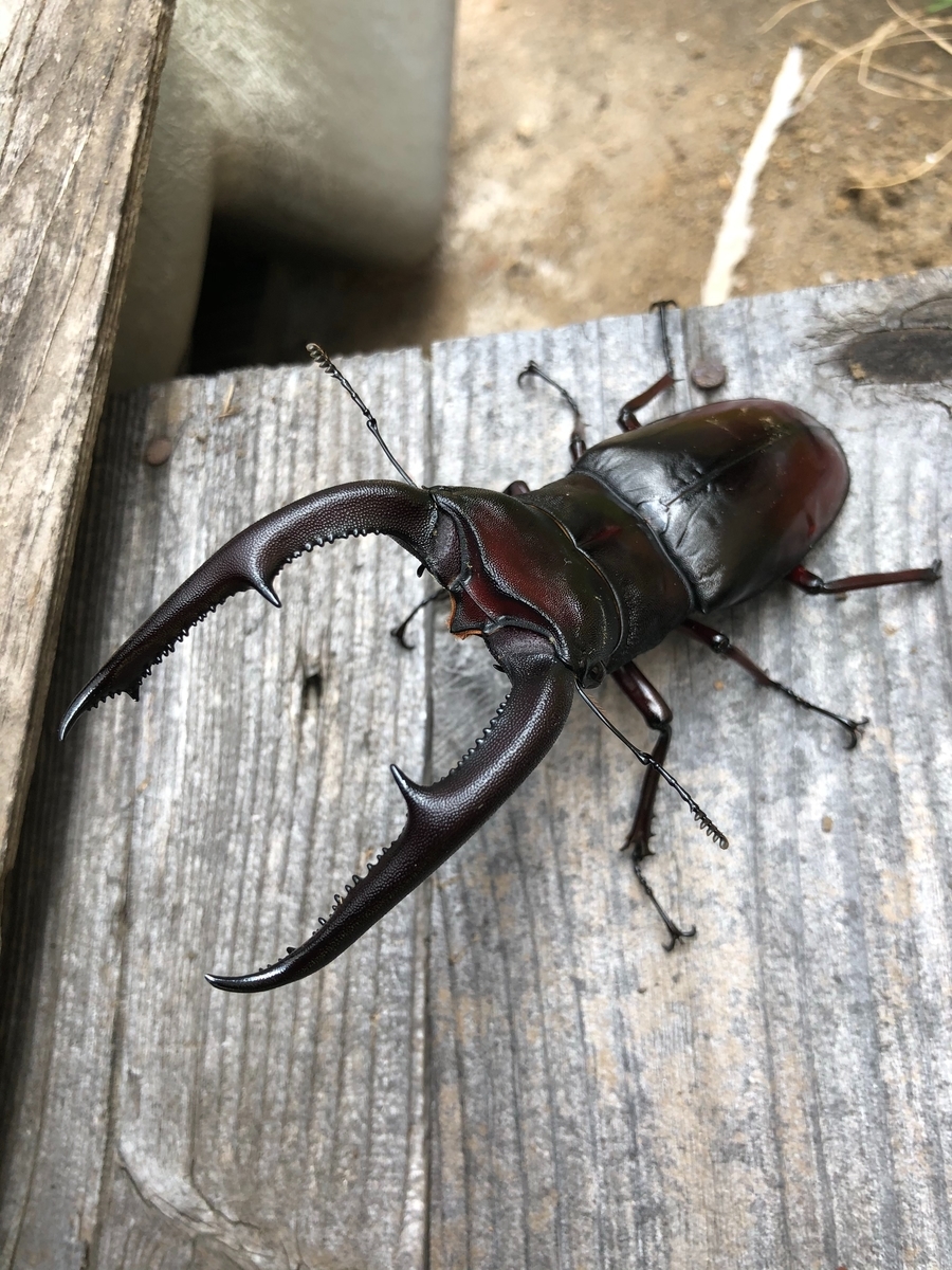 f:id:Kamihito:20190711202552j:plain