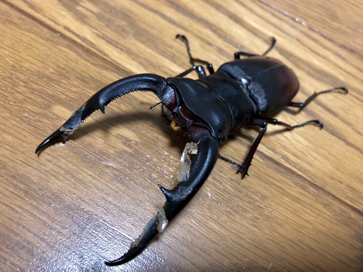 f:id:Kamihito:20190711202620j:plain