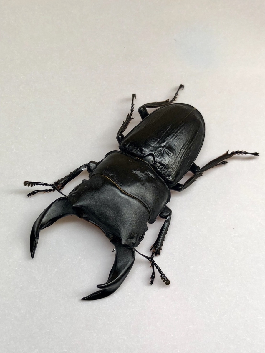 f:id:Kamihito:20190711202818j:plain