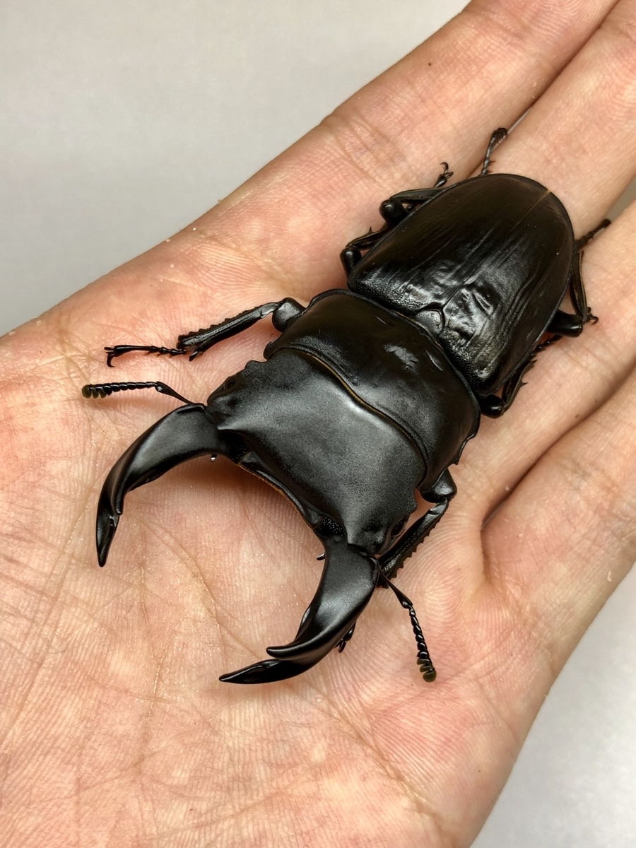 f:id:Kamihito:20190711202931j:plain