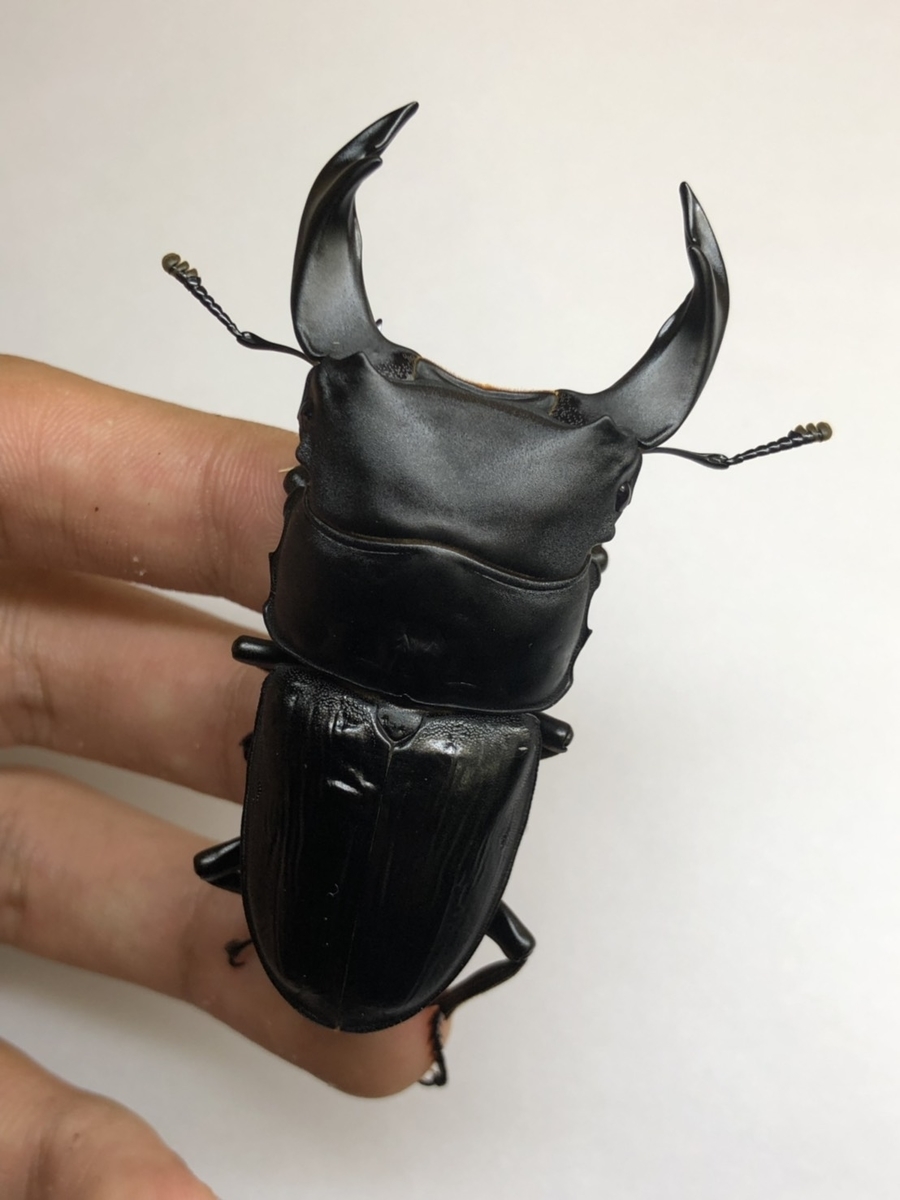 f:id:Kamihito:20190711203627j:plain