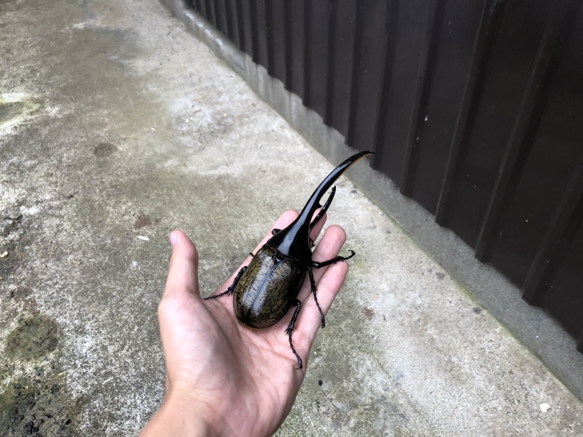 f:id:Kamihito:20190711204420j:plain