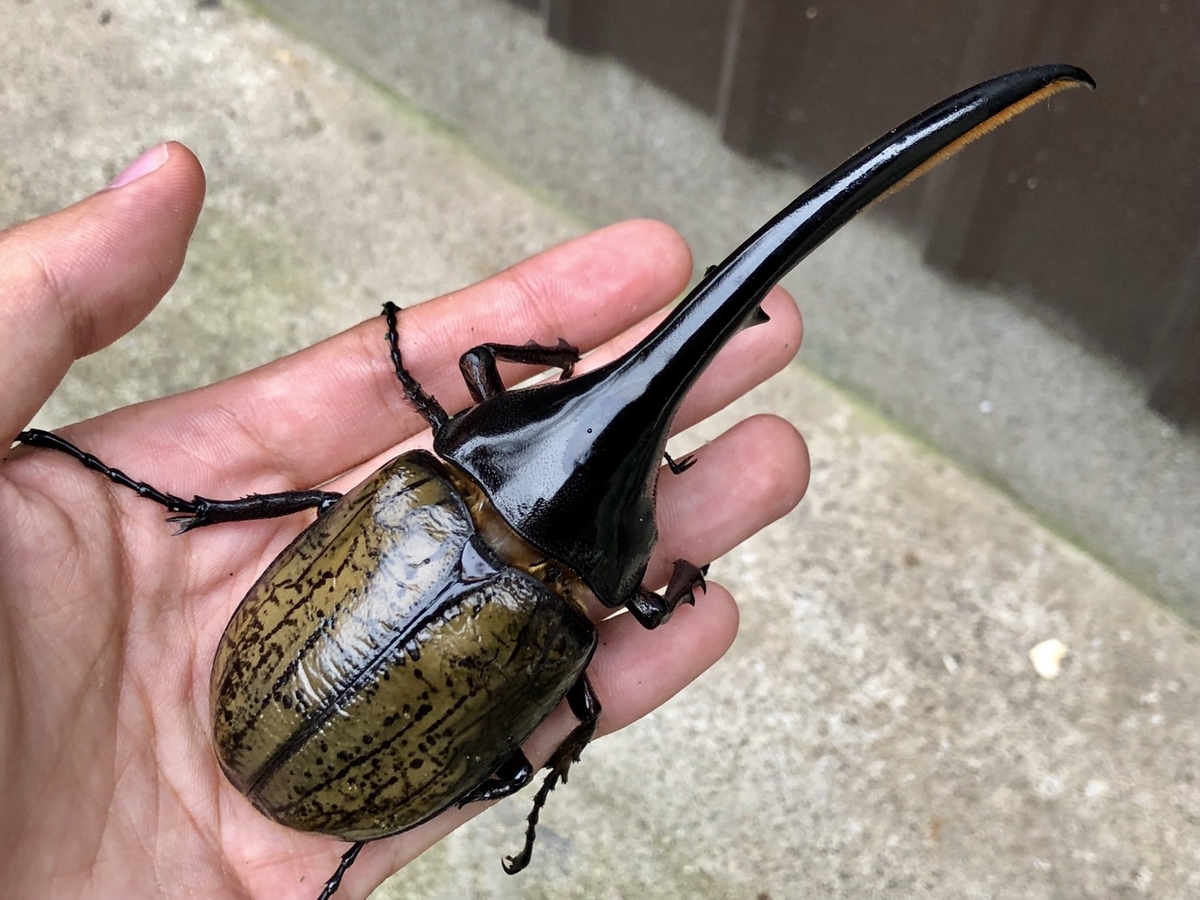 f:id:Kamihito:20190711204511j:plain