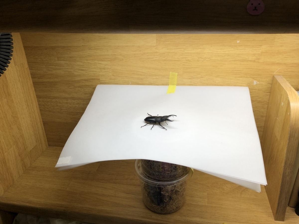 f:id:Kamihito:20190711204715j:plain