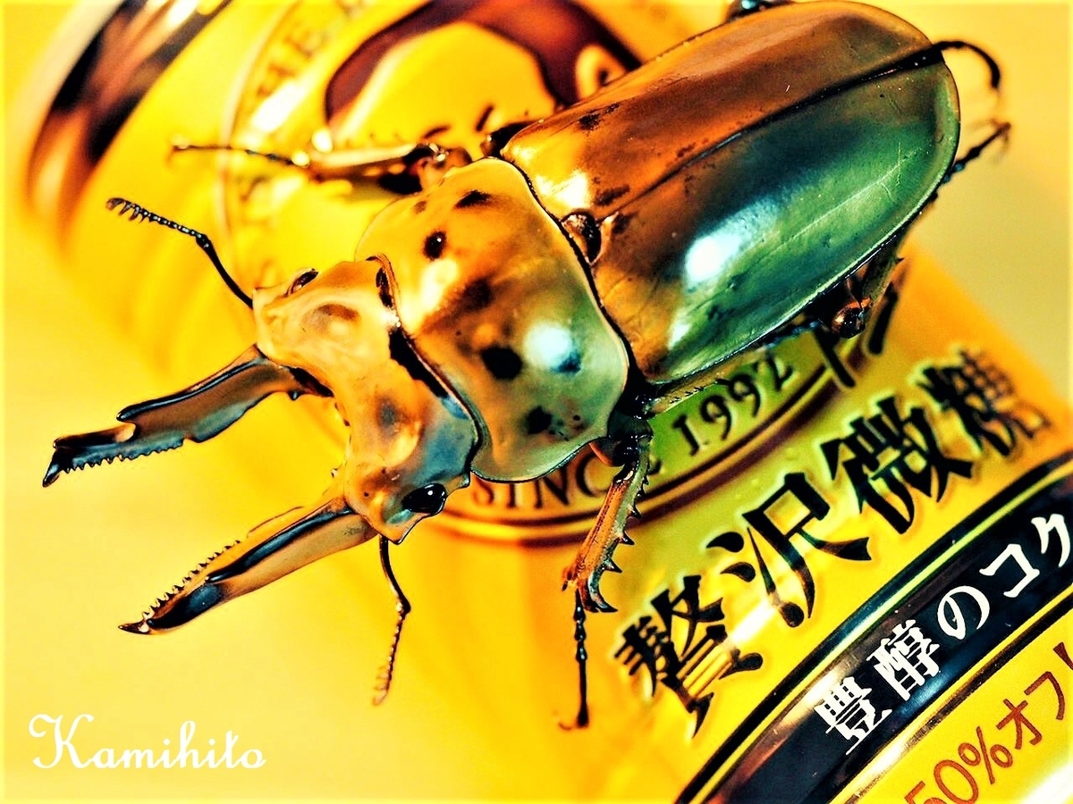 f:id:Kamihito:20190713211808j:plain