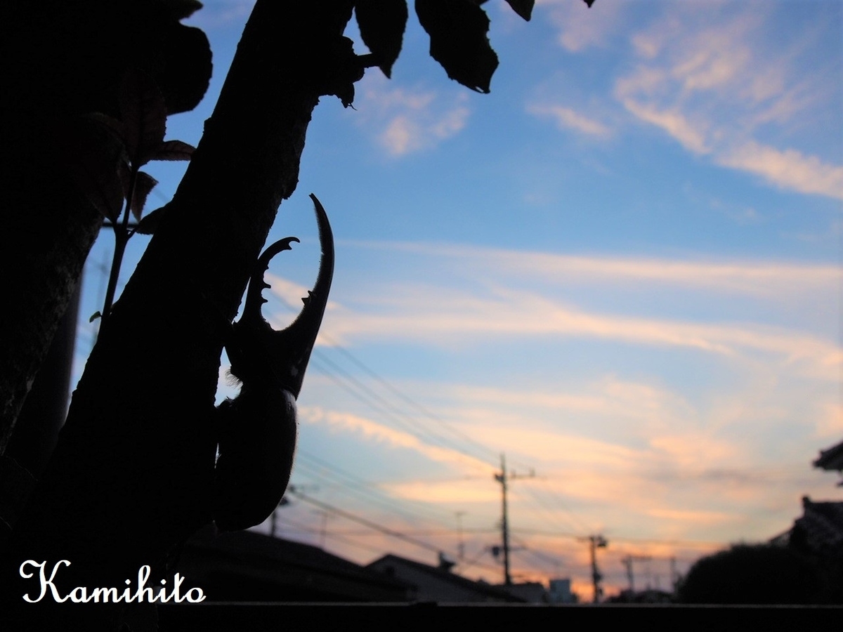 f:id:Kamihito:20190713221152j:plain