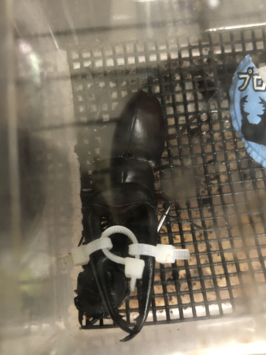 f:id:Kamihito:20190716184603j:plain