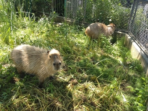 カピバラ1年まとめて日記 - 日立市かみね動物園公式ブログ