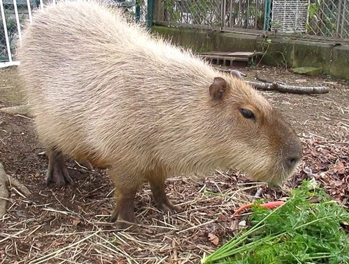 カピバラ1年まとめて日記 - 日立市かみね動物園公式ブログ