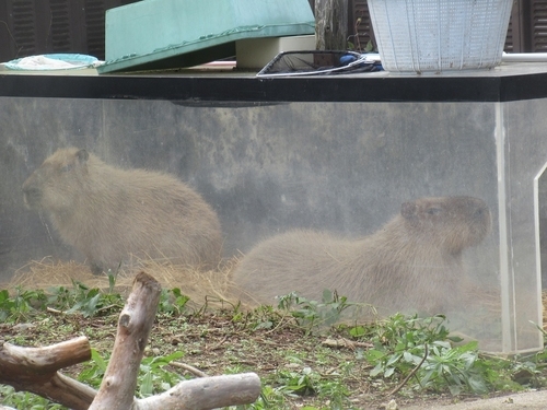 カピバラ1年まとめて日記 - 日立市かみね動物園公式ブログ