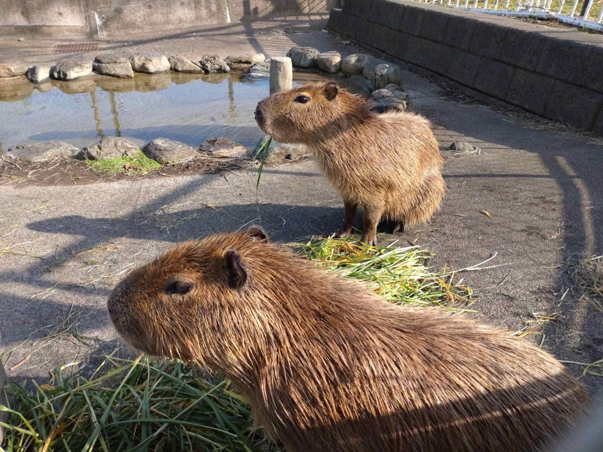 ニューフェイス！ - 日立市かみね動物園公式ブログ