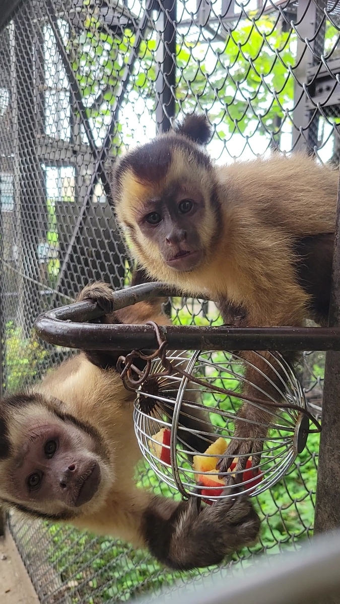 成長！ - 日立市かみね動物園公式ブログ