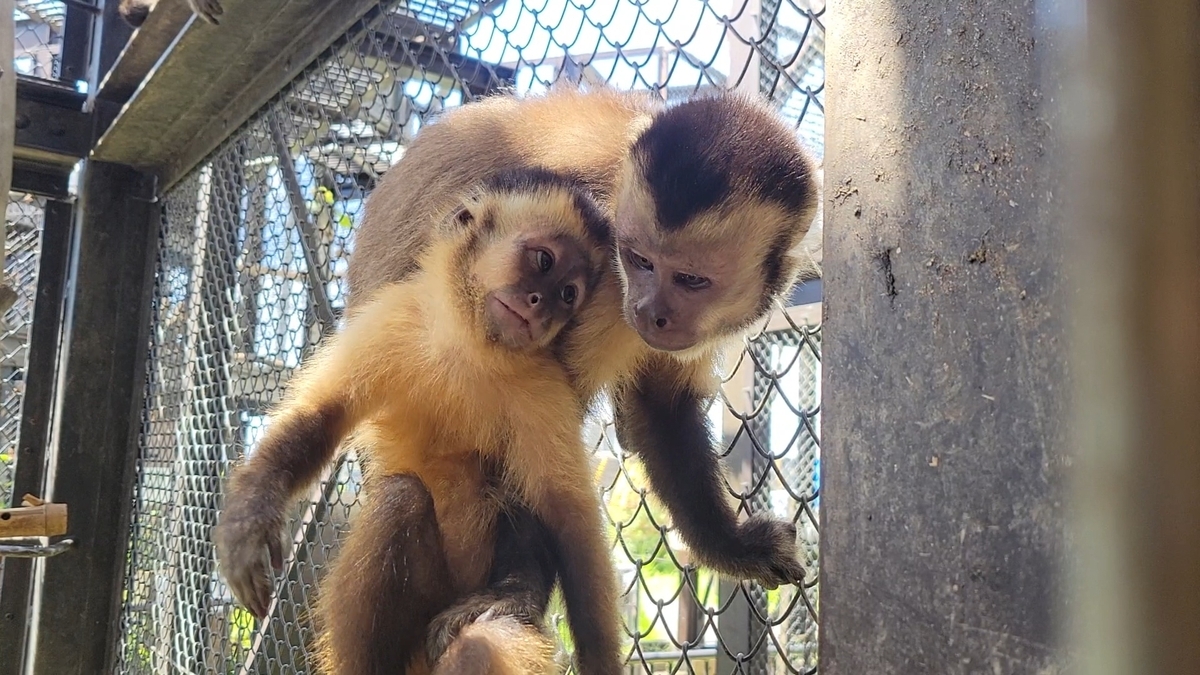 成長！ - 日立市かみね動物園公式ブログ