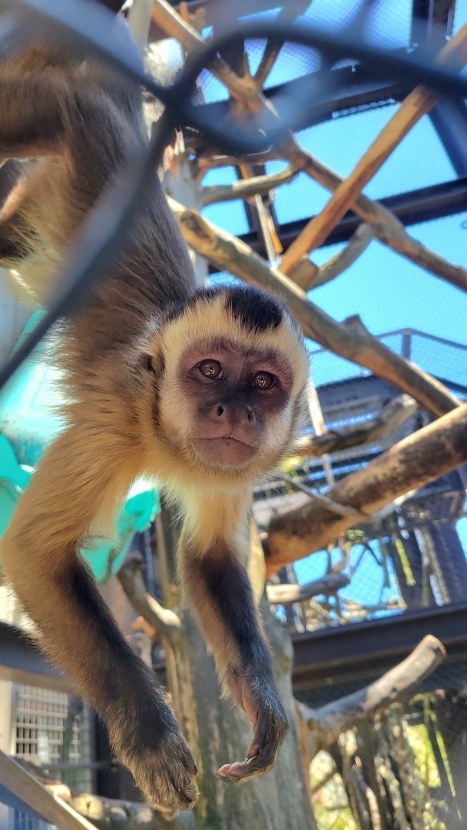 成長！ - 日立市かみね動物園公式ブログ