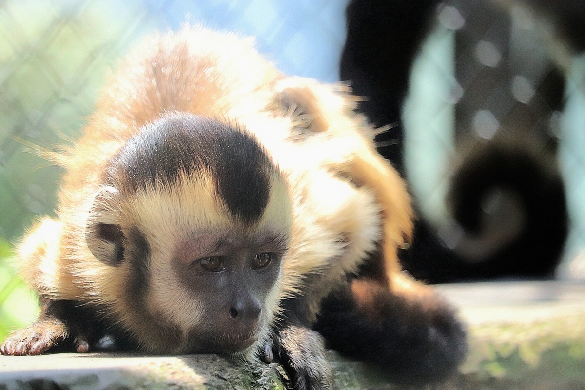 成長！ - 日立市かみね動物園公式ブログ