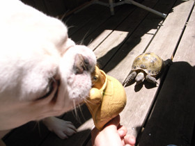 f:id:Kanaeh:20080506113920j:image f:id:Kanaeh:20080506113920j:image