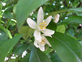 f:id:Kanaeh:20080506115110j:image f:id:Kanaeh:20080506115110j:image