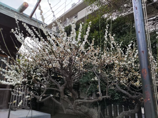 f:id:KanariToyama:20220314214037j:image