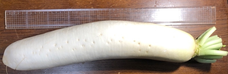 でっかい大根と５０㎝定規を並べて撮った写真