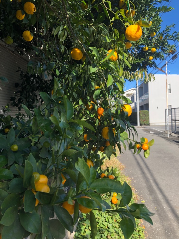 近づいて撮った写真
