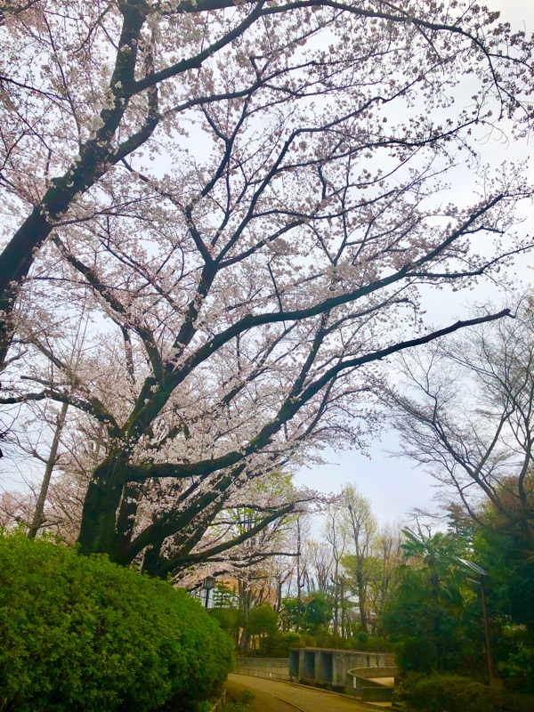 公園の桜を撮った写真