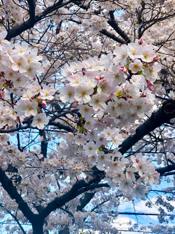 桜のアップを撮った写真