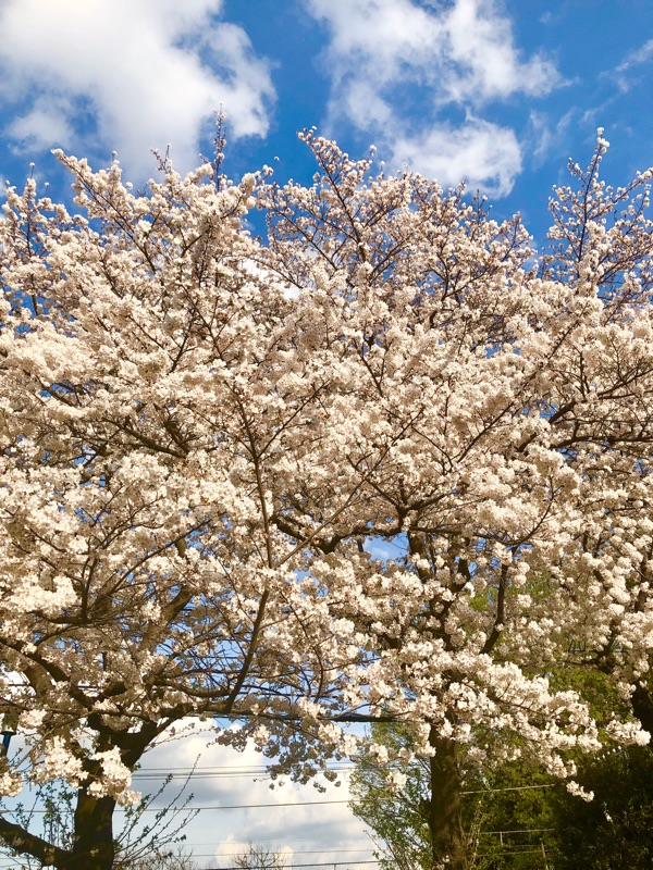 青い空の桜を撮った写真