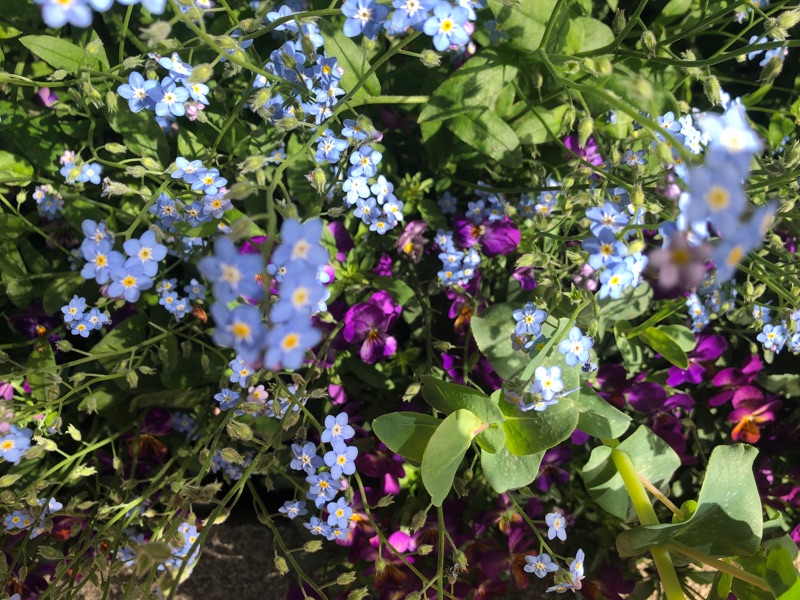 春の花を撮った写真