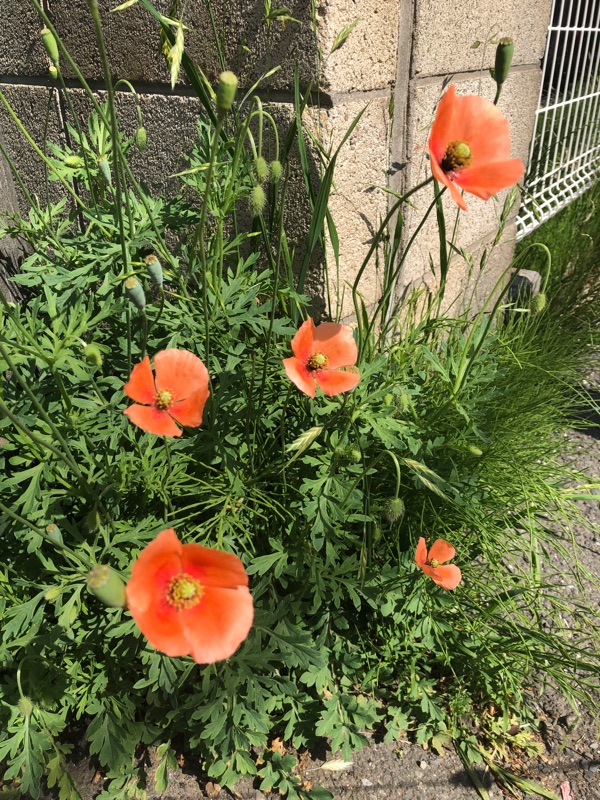 道端のポピーのような花を撮った写真