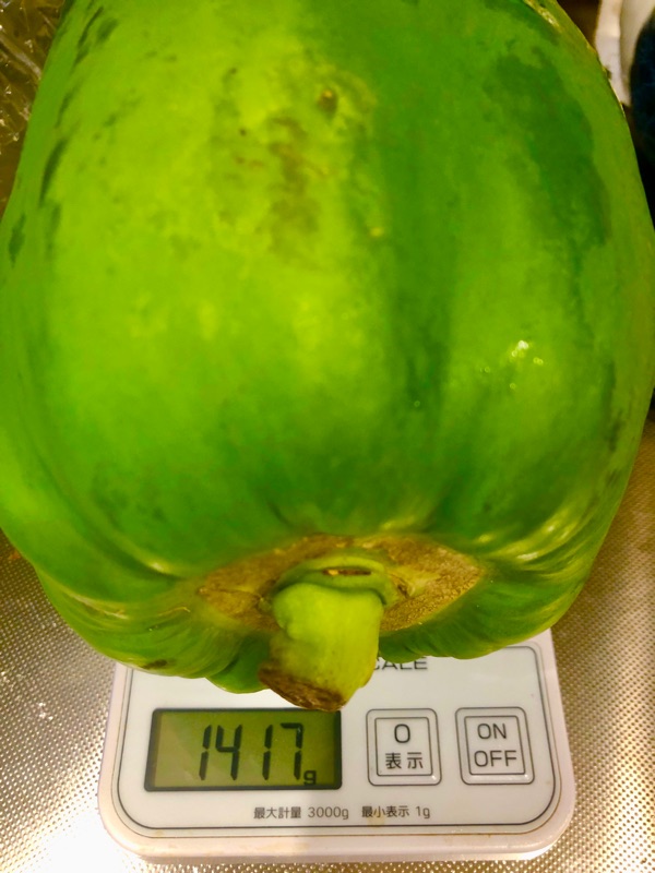 青パパイヤを計量している所を撮った写真