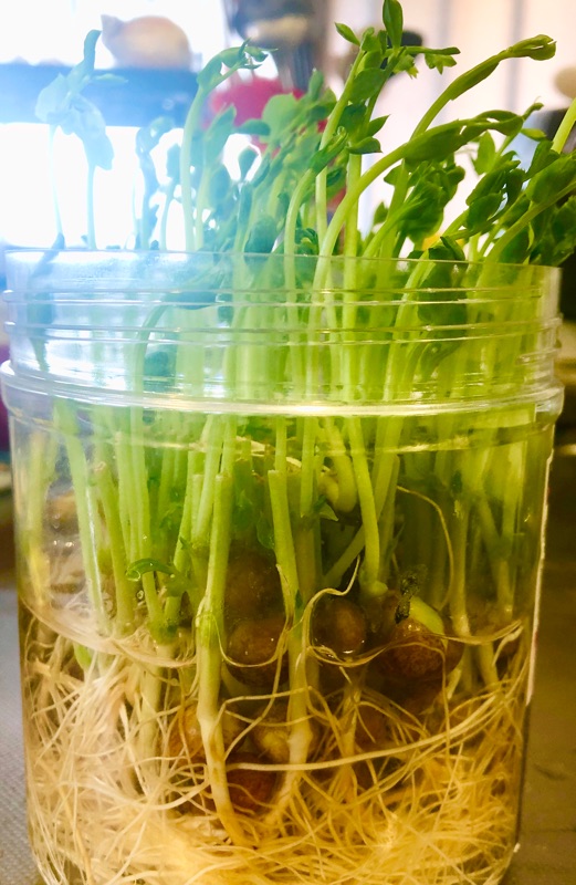豆苗の再栽培1週間後を撮った写真