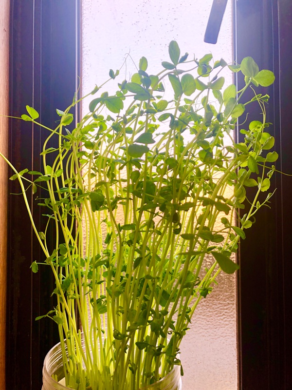 豆苗の再栽培3週間後を撮った写真