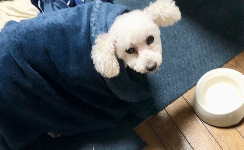 毛布を被ったままでご飯を食べたところを撮った写真