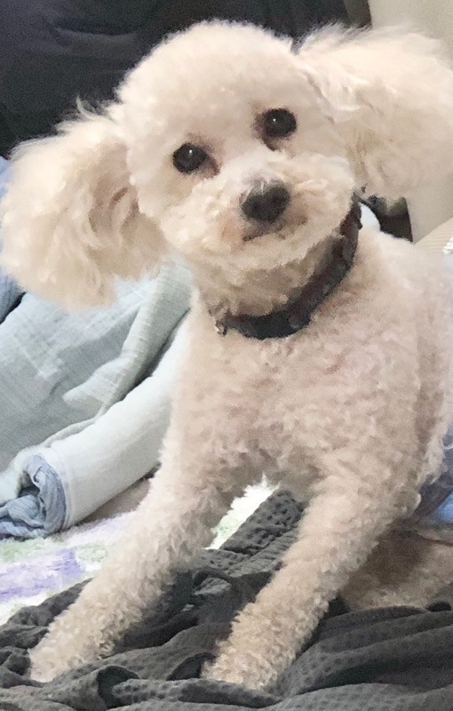 トリミング後に撮った写真