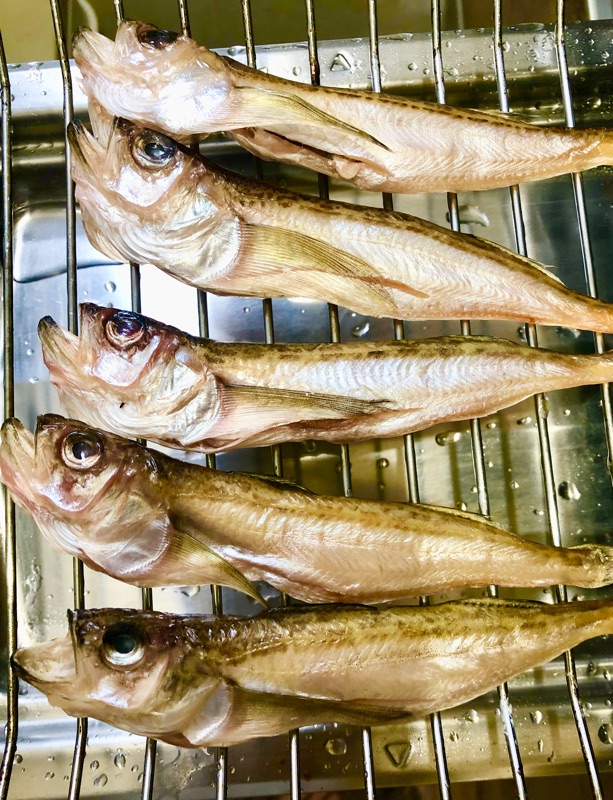ハタハタを撮った写真