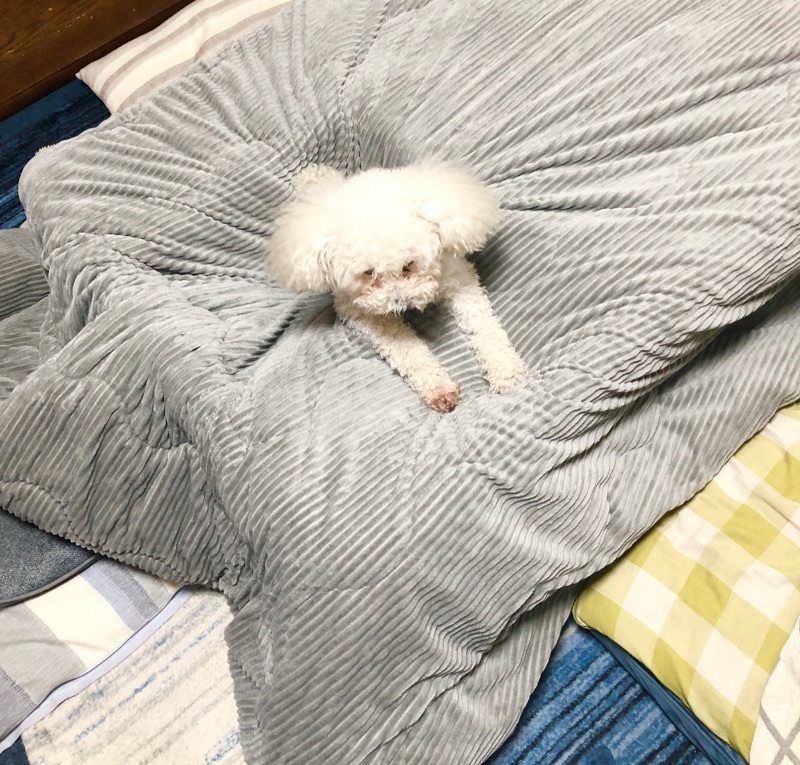 こたつに沈むワンコを撮った写真