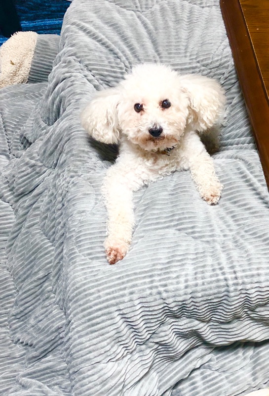 また沈むワンコを撮った写真